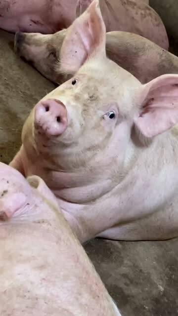 小胖猪是谁爆料的视频,揭秘视频背后的惊人真相